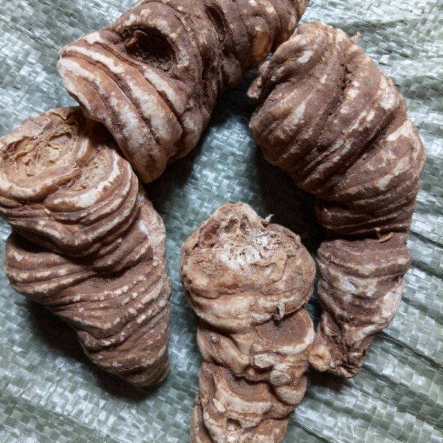 散装玉龙滇重楼200g