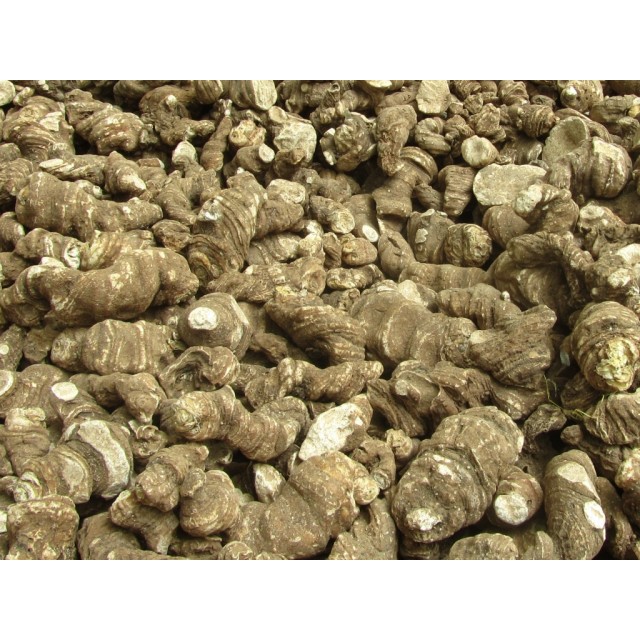 玉龙滇重楼统货1000g